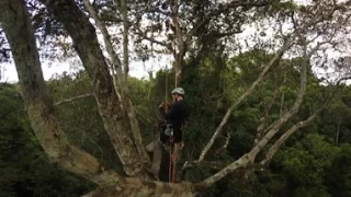 360° Video: When the Rainforest Canopy is Your Office | bioGraphic