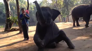 Шоу слонов в Тайланде/Shaw elephant in Thailand