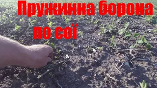 Пружинна борона по сої