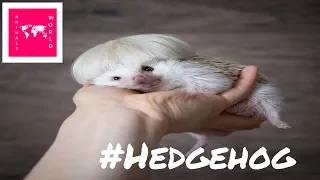 🦔 You need to watch this before buying a hedgehog as a pet