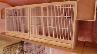 Budgie Bird Room Progress - Shelving and Cages