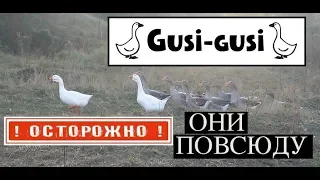 Наш опыт разведения и содержания гусей. Ошибки и результат.Выведение гусят.У гусыни утки и муларды)