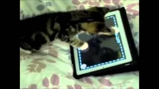 Бесподобные кошки - Funny cats. Забавный котенок играет на iPad:)
