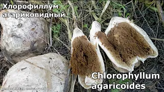 Один из самых странных грибов - хлорофиллум агариковидный | Chlorophyllum agaricoides