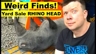Yard Sale Find- GIANT Taxidermy Rhinoceros Head!?
