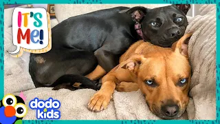 Dog Gets Mad When Her Sister Sleeps On Her Head | Dodo Kids | It's Me!