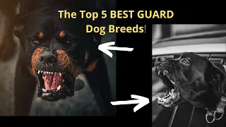 The Top 5 BEST GUARD Dog Breeds!!!