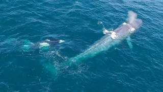 5/18 Drone: Killer Whales Harass a Blue Whale in Monterey Bay, California