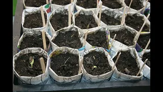 Проращивание семян и выращивание рассады Арбузов