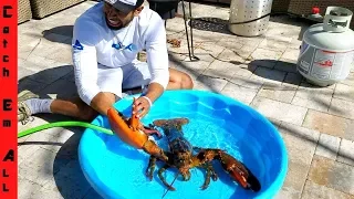 15lb GIANT LOBSTER in POOL! BATH TIME