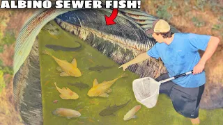 I Found a Sewer FILLED with ALBINO ALIEN FISH!