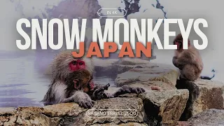 Snow Monkeys in Japan: A Day Trip to Jigokudani Snow Monkey Park in 4K