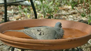 Mourning Doves