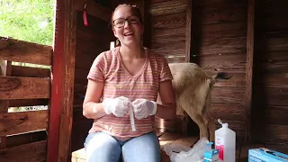 Deworming goats with injectable ivermectin | Giving a shot to a goat
