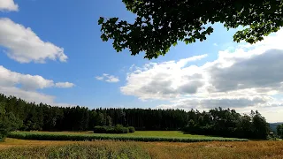 Forest Downhill with Radon Jealous Mountainbike I 4K