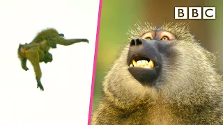 This baboon troop has a dramatic exit to safety 😲 Serengeti II - BBC