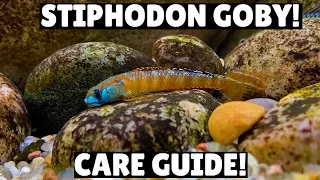 Stiphodon Goby Care Guide!