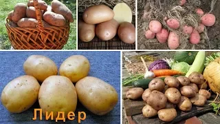 Лучшие сорта картофеля российской селекции