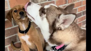 Two brothers are so smart 🐕🐕🐕🐕