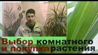 БОТАНИКА Как подобрать растение для дома и офиса - что стоит учесть - Артём Панарин