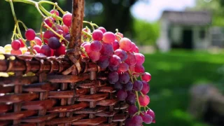 Проповідь про виноградник