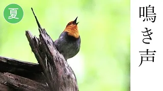 コマドリの鳴き声（さえずり）