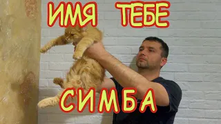 Котенок из приюта ПЕРВЫЕ ДНИ ДОМА. Замечен в ветвях фикуса. Kitten from the shelter