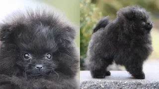 Picking up my NEW POMERANIAN PUPPY!! | Meet Treacle, my black Pomeranian