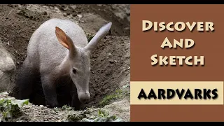 All About Aardvarks and How to Sketch Them!