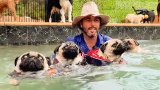 4 little Pugs swimming together in the heated pool!