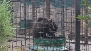 Олег Зубков: впадают ли медведи в спячку