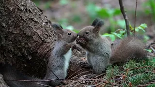 [4K]エゾリスの子供 baby squirrels