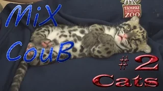 Лучшие приколы с котами # 2 | Best ever funny videos with cats | COUB [ MiX CouB ]