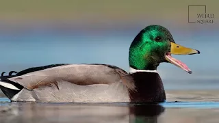 Interesting facts about mallard duck by weird square