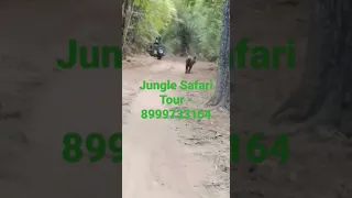 Jungle Safari Tour Booking Call : 8999733164