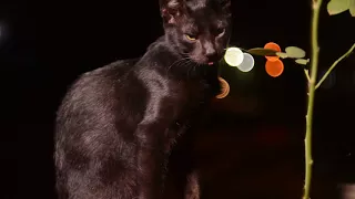 Luna Black Cat (Filmed with Helios 44M-6 58mm f/2 + Nikon D5200)