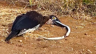 Dead Snake Fights Back and Chokes Bird