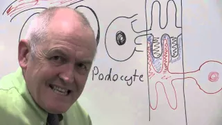 Glomerular filtrate, podocytes and ultrafiltration