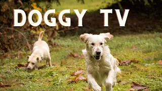 Daytime Television for your Dog.  TV for your dogs.  Dogs playing in the woods