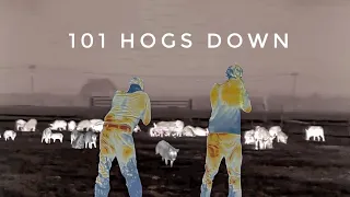 Farmers vs Feral Hogs | 101 DOWN