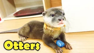 10 Cute Otter Facts You Want to Know!