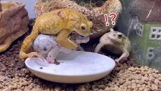 隣にいるカエルが2段重ねだったのを見たカエルの反応が最高すぎる           Toad's reaction to seeing two layers of toads next to him.