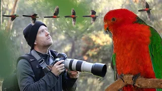 King parrots are stunning | Bird Photography with the Canon EF 100-400mm IS II