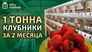 Помещение для зимнего выращивания клубники // Цель: 1 тонна за 2 месяца!!!