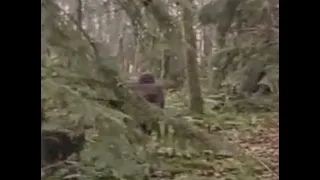 Bigfoot Caught on Film at Salt Fork (ThinkerThunker)