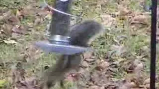 Twirl A Squirrel Demo Video