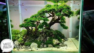 #165 Membuat Aquascape bonsai,mudah dan hemat (Subtitle english)