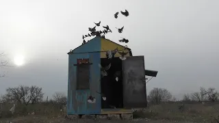 Николаевские голуби. г.Терновка 39