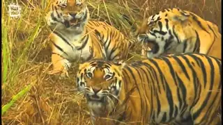 Bengal Tigers Mating