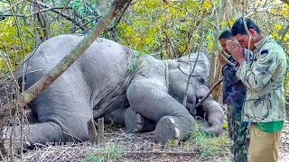 The Heroes in the wild - a mission to treat an injured wild elephant